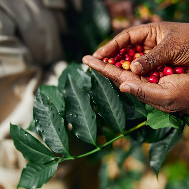 Ethiopia Yirgachefe Capsules