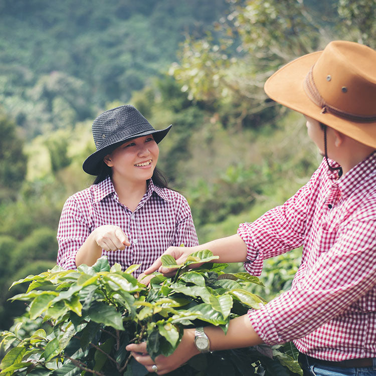 Colombia Pink Bourbon