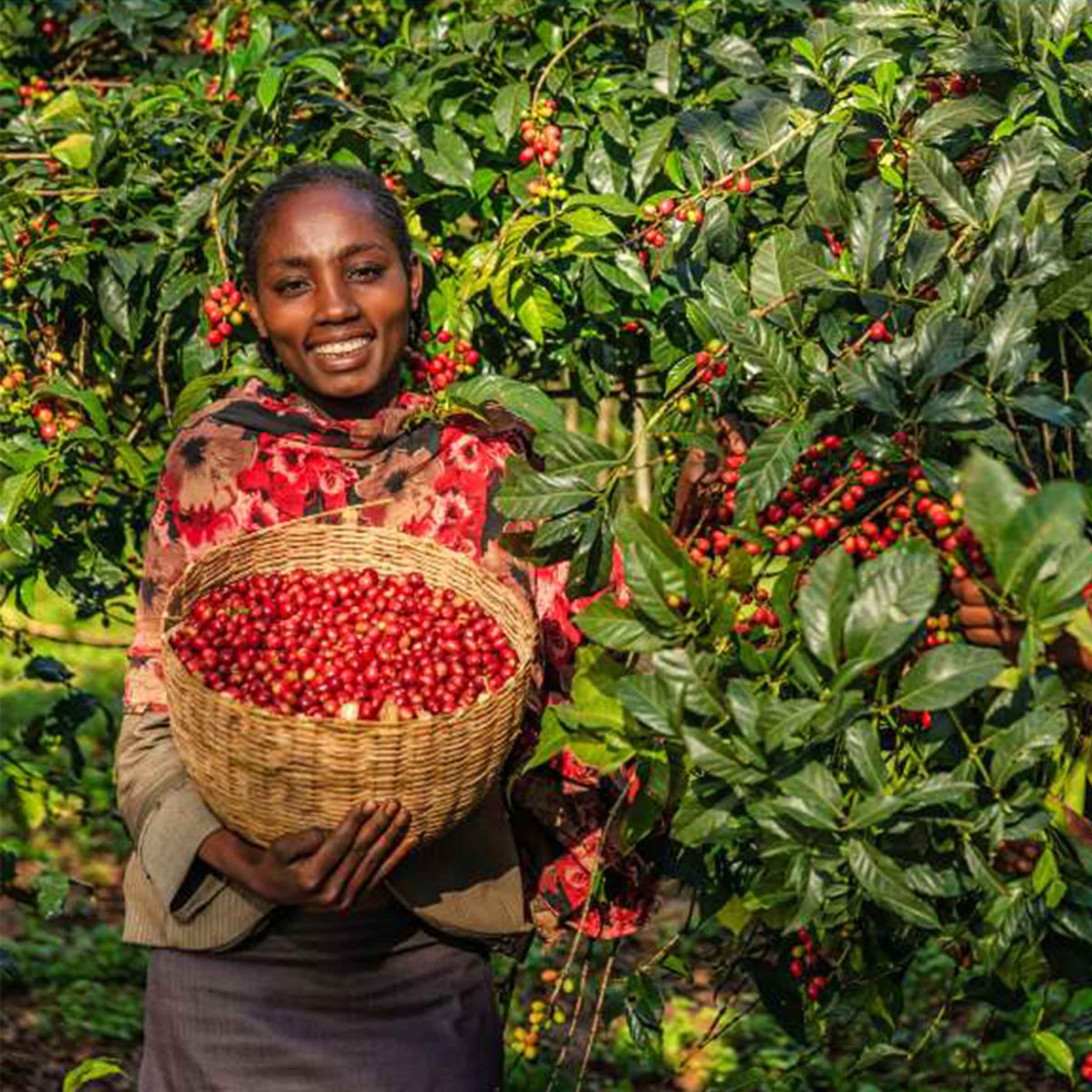 Ethiopia Yirgacheffe - Espresso