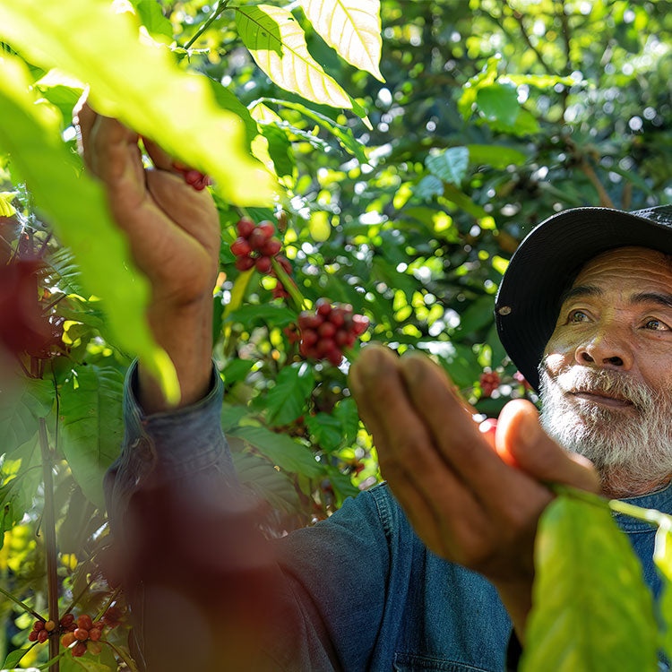 Panama Caturra