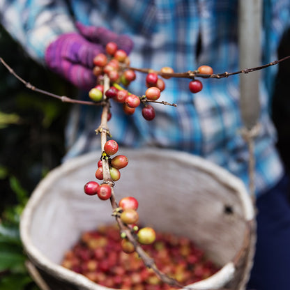 Colombia Brew