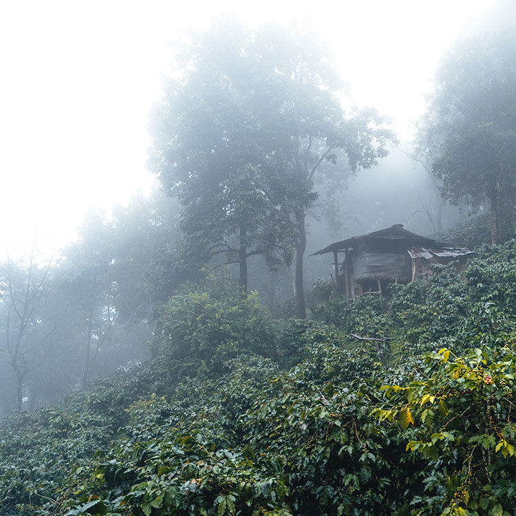 Sumatra Gayo